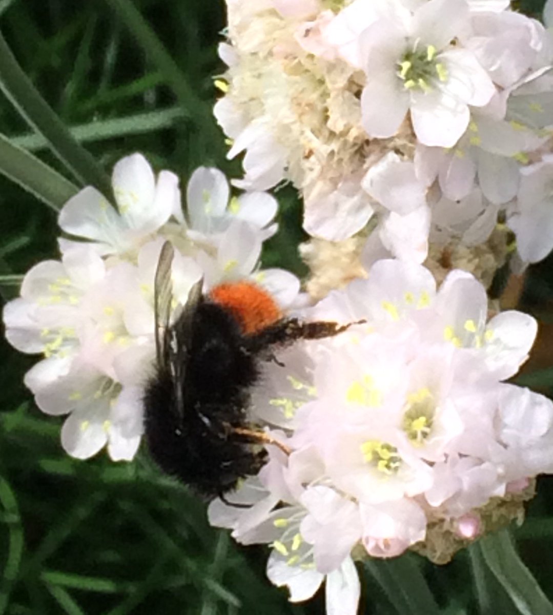 ClareStanness's tweet photo. Garden friends #buzz #busybees https://t.co/Zz5HMJszu1