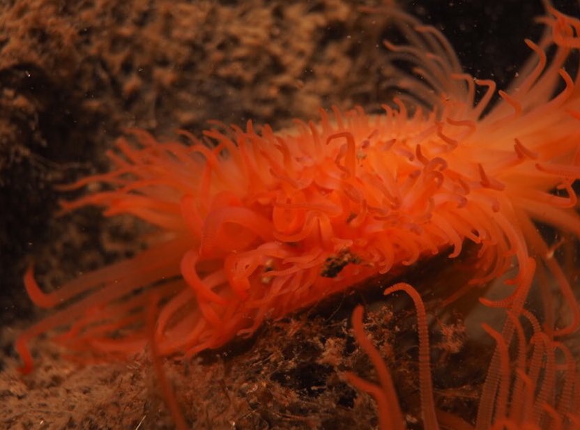 alasdairodell's tweet photo. They are pretty rare, but If you know where to look, you can find flame shells in the lochs of Scotland.
Latin name: Limaria hians
#scotland #scottishdiver #nature #diving #scuba #flameshells #bivalve #bivalves #naturephotography #underwaterphotography https://t.co/0BJJfqIj1i