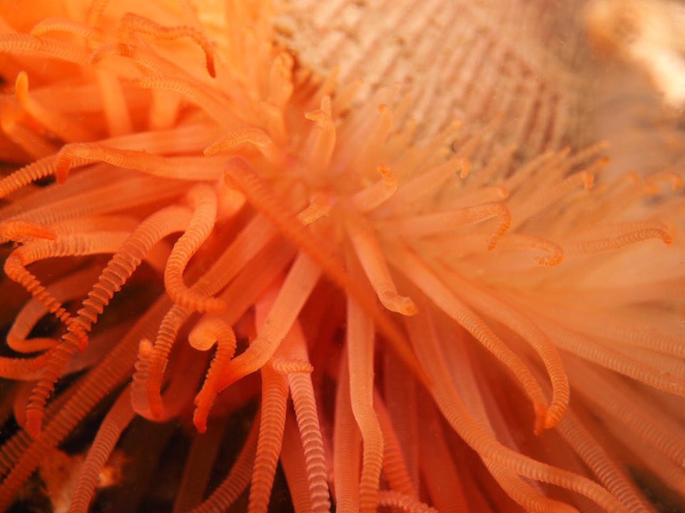 alasdairodell's tweet photo. They are pretty rare, but If you know where to look, you can find flame shells in the lochs of Scotland.
Latin name: Limaria hians
#scotland #scottishdiver #nature #diving #scuba #flameshells #bivalve #bivalves #naturephotography #underwaterphotography https://t.co/0BJJfqIj1i