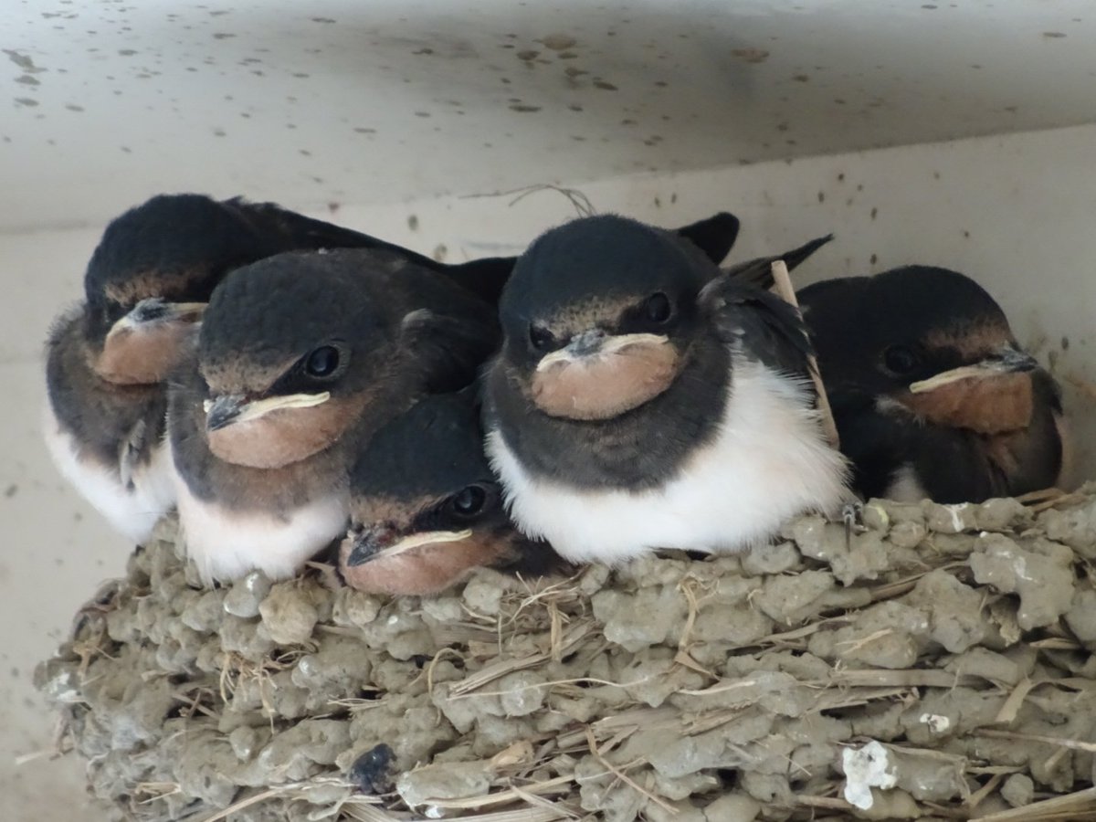 ピヨピヨ ごはんちょーだい 親鳥にスルーされ虚無の表情 口を真一文字にするツバメのヒナがかわいい ガールズちゃんねる Girls Channel