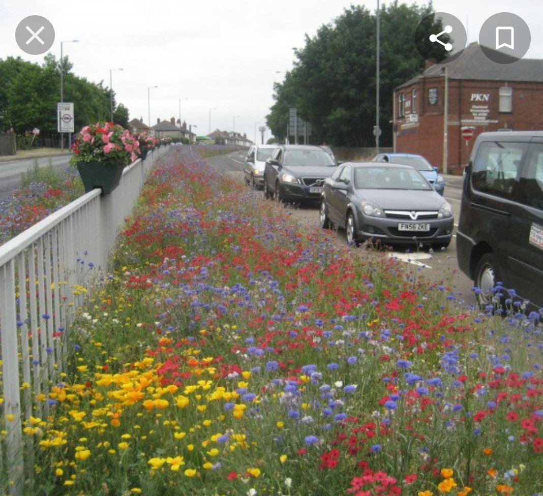 Our local council as now planted 8 miles of central reservations &amp; verges with wild flowers &amp; it looks fantastic ! #shoutyhalfhour #GardenersWorld