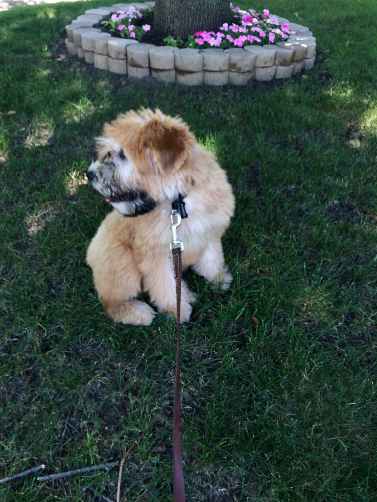 sethlangreck's tweet image. Our girl got a new haircut! #wheatens #puppylife