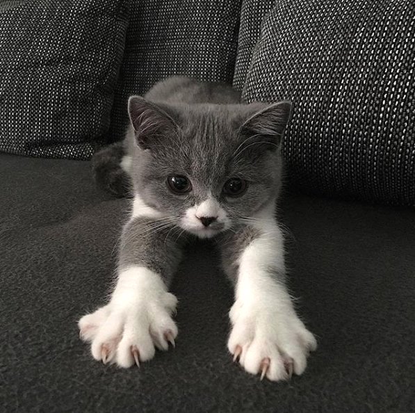 Kittenforever4's tweet photo. That Sunday morning stretch 😹 #CatsOfTwitter #catsofinstagram #catstagram #catlovers #ilovecats https://t.co/2NTan6mV34