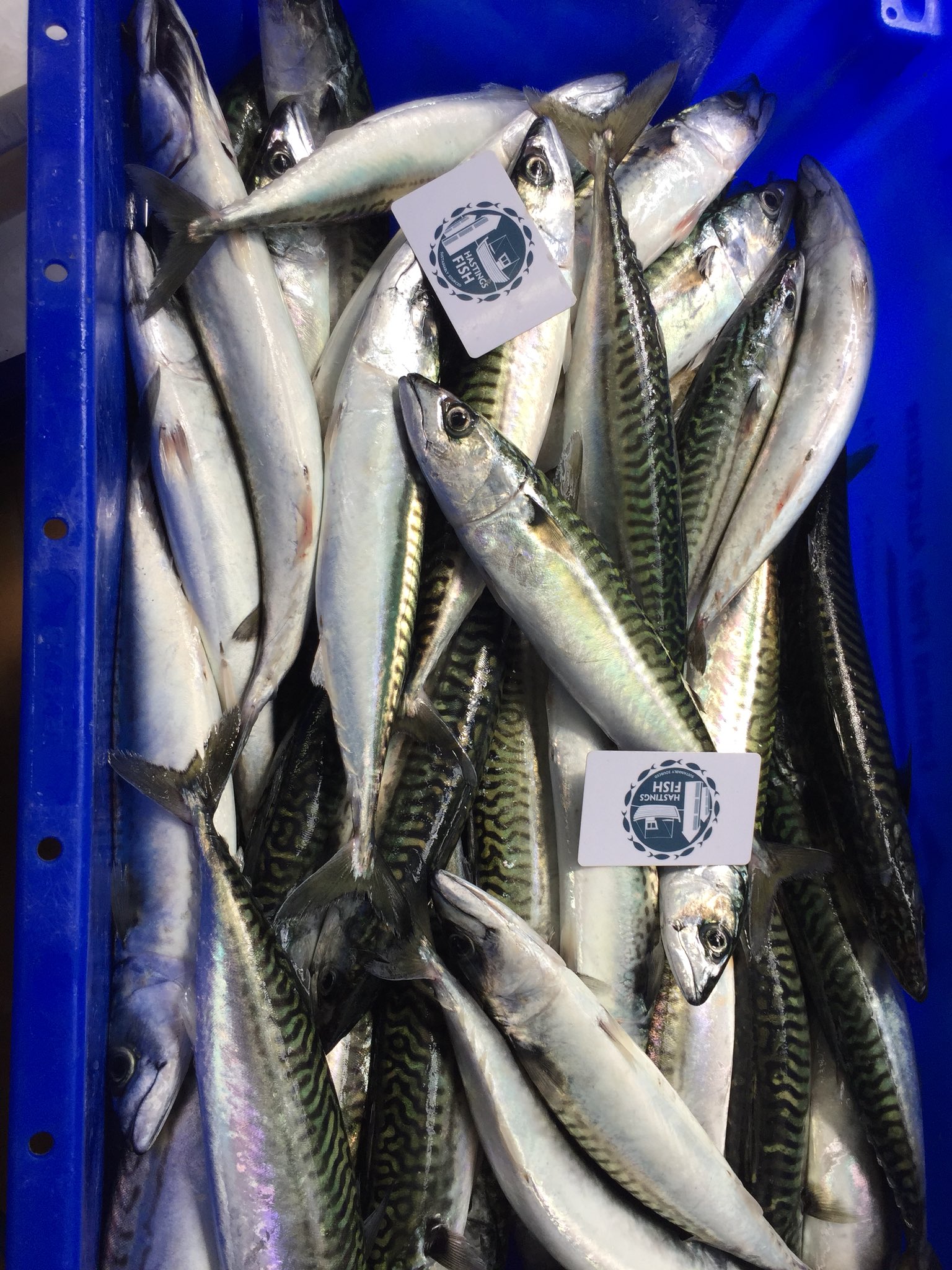 Arcade Fisheries on Twitter "Lovely fresh Hastings_Fish mackerel
