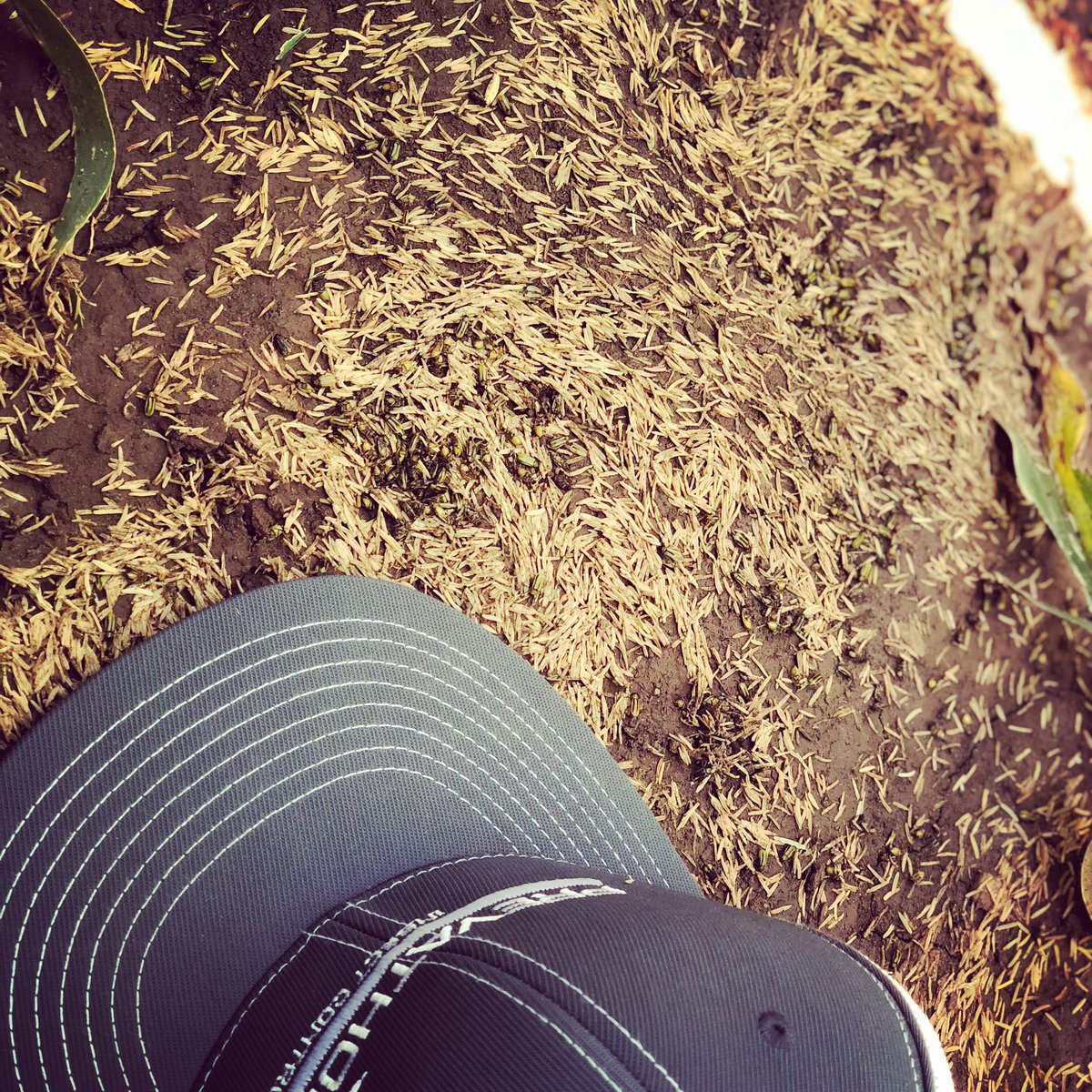 ccmac_OSU's tweet photo. I have several t shirts left, tag #friendswithbeneficials in your photos of #grasshoppers #armyworm #bollworm #cornearworm #sorghumheadworm #westernbeancutworm #WBC #southwesterncornborer #SWCB #westerncornrootwormbeetle #WCRW #prevathon #steward #killinit for a chance at 1 https://t.co/mKTNqxenvO