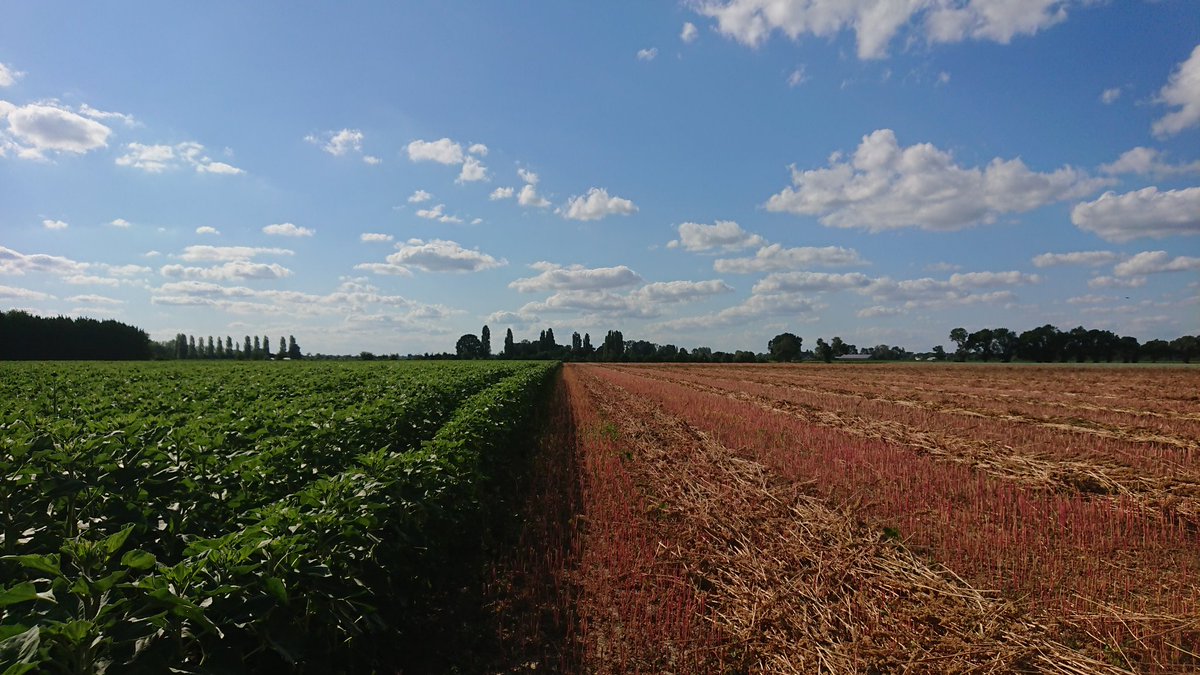 Rens Kuijten tweet media