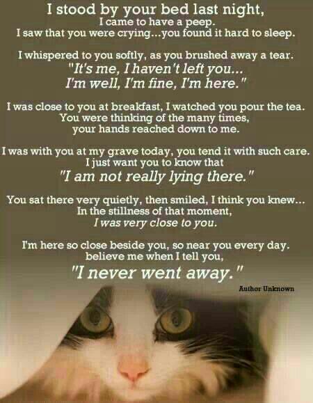 cathound7's tweet photo. #HealingPurrsPawty #WLF
Part 5
🌈🙏❤To be honoured on Fri, July 12, 2019
@DaisyDawgBoxer
@babeysnow Tiger
@glenncanon BamBam
@SMancillaE Candy
@TurboTazKitty Angel Turbo Taz
@linmcgowan Chester
@HRHJaneSays
@BirminghamCats Big Norm https://t.co/QkNJ9IP2Hf