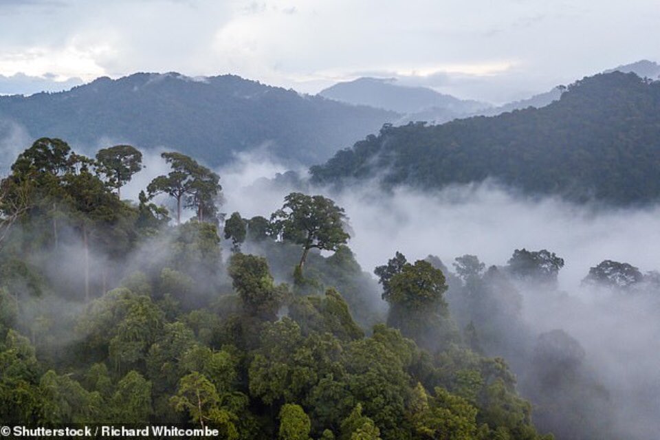 Unlessnowglobal's tweet photo. In a first of its kind study, a team in Switzerland has calculated the potential area and impact of a new forest large enough to slash roughly two-thirds off the atmospheric carbon pool.

https://t.co/7wvkGHnfw1 https://t.co/DSkFrHn8Bb