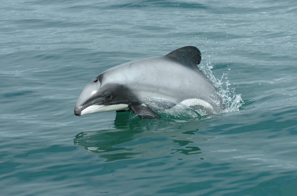 MissionBlue's tweet photo. We need your help! The Hector's and Māui dolphins are facing extinction and the New Zealand government's proposed new threat management plan doesn't provide adequate or effective protections for these highly vulnerable species. https://t.co/gzYtvNw7Aa