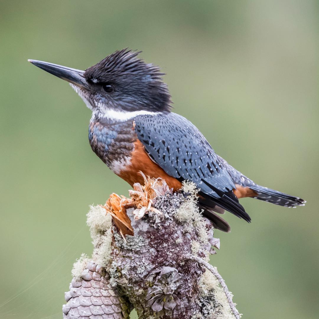 ¿Sabías que en la Ruta de los Parques de la Patagonia puedes encontrar 46 especies de mamíferos marinos y terrestres, y más de 140 especies de aves? Los Parques Nacionales protegen y conservan la flora, fauna y funga de cada lugar | rutadelosparques.org | 📷: Fernando Rosselot