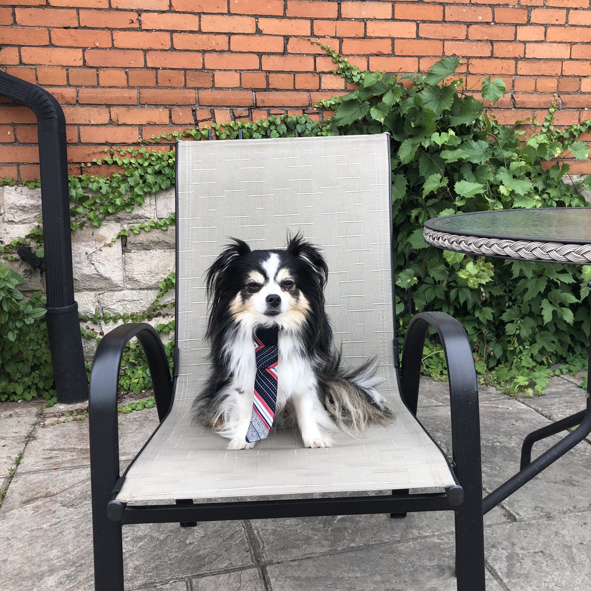 DogCafeLockeSt's tweet photo. The #LockeStreet #dogcafe is OPEN LATE til 9 pm tonight and every Friday!!!  Pictured is Pecan wearing his new tie.  Ties now available at My Dog’s Cafe!  #HamOnt #dogs #petfriendlycafe #patio #coolinside https://t.co/jhNrZ9D8bn