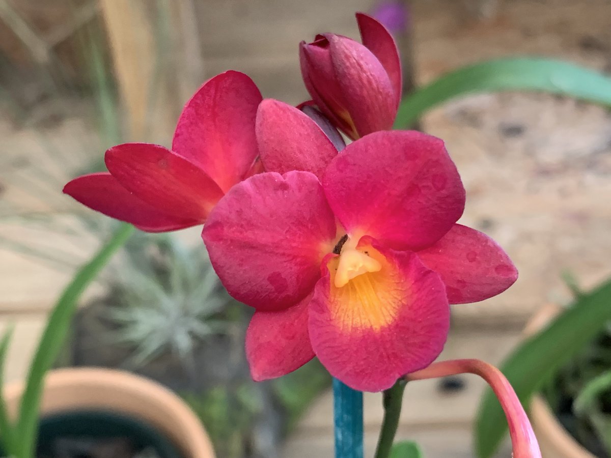 BetterGro's tweet photo. It's time to kick back and relax - And well why not? ๐ It's the weekend.
CTNA. Why Not
#orchids #redorchids #orchidcare #prettyorchids #beautifulblooms #blooms #prettyorchids https://t.co/h3TRZz6hbW