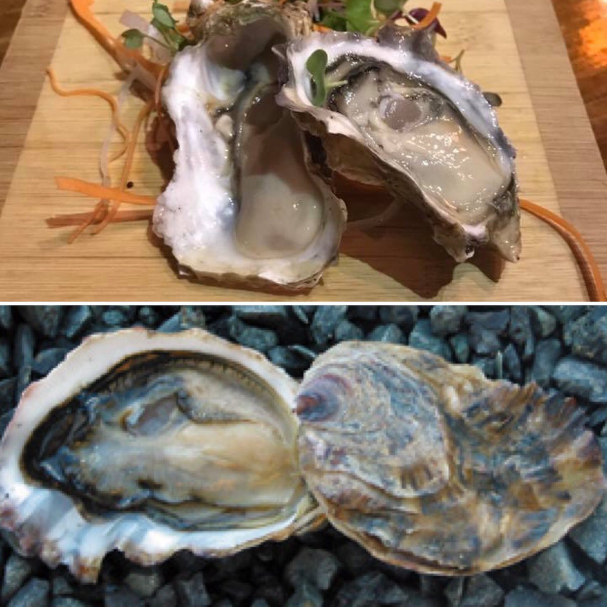 MeijiNWA's tweet photo. Attention oyster fans: we have two varieties this weekend; Dabob oysters from Washington state (pictured top), and Fanny Bay oysters from British Columbia (📸 https://t.co/sRZDbJqyiH). Ask your server for details and about our other features this weekend! https://t.co/0gbMXSXOCU