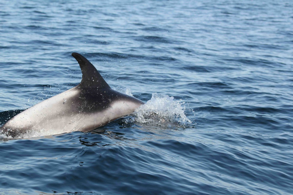 Went out to deploy a hydrophone near Newbiggin today and got our first #WhiteBeakedDolphin sighting off Blyth. We'll be back out again tomorrow! #Northumberland <a href="/newcastlemarine/">NCL Marine</a>