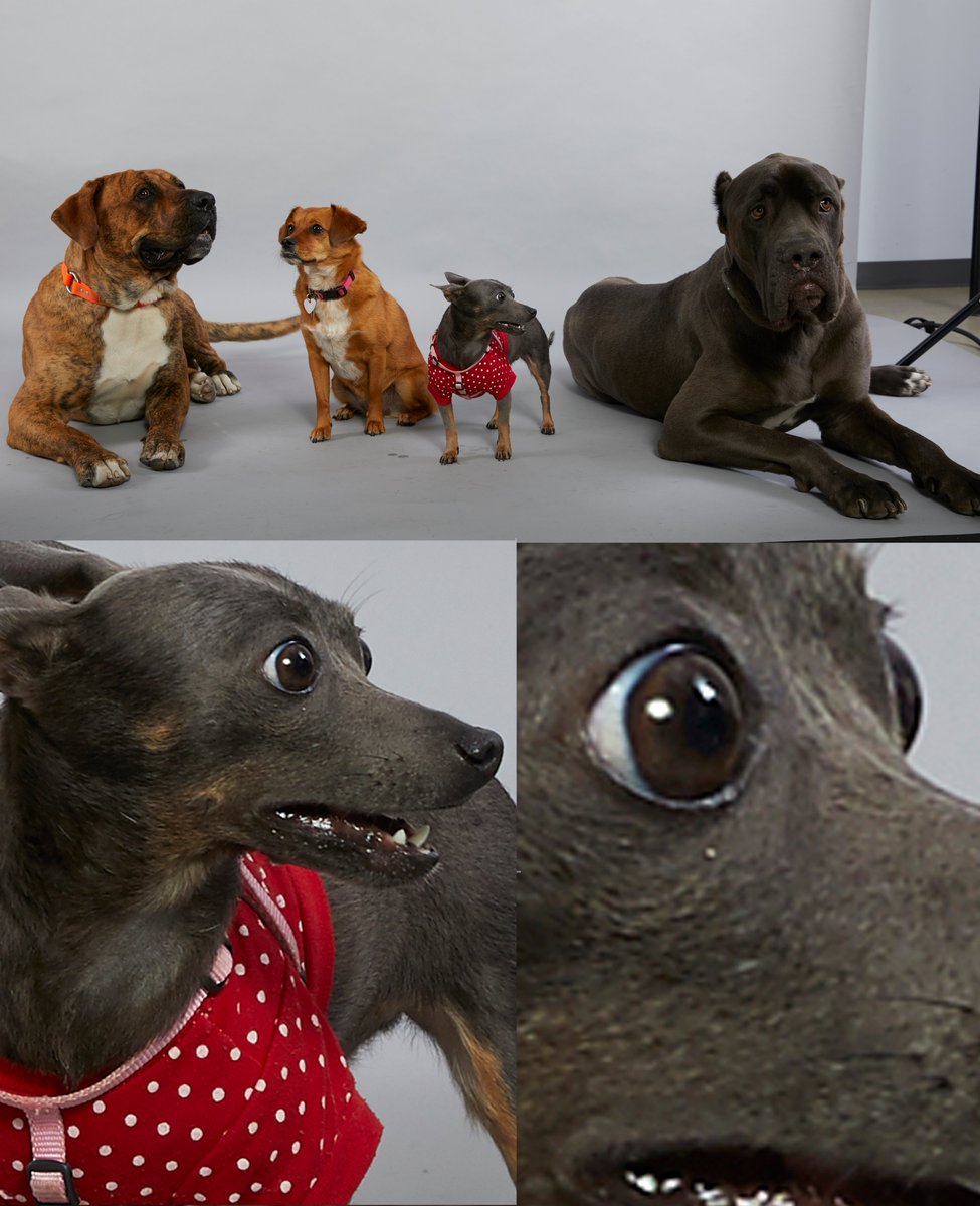 isolatte's tweet image. My dog's reaction to this mastiff is the exact reaction I had in sixth grade when my mom shouted upstairs "WHICH ONE OF YOU SEARCHED FOR NAKED PICTURES OF 'SPACE JAM LOLA BUNNY' ON THE COMPUTER?"