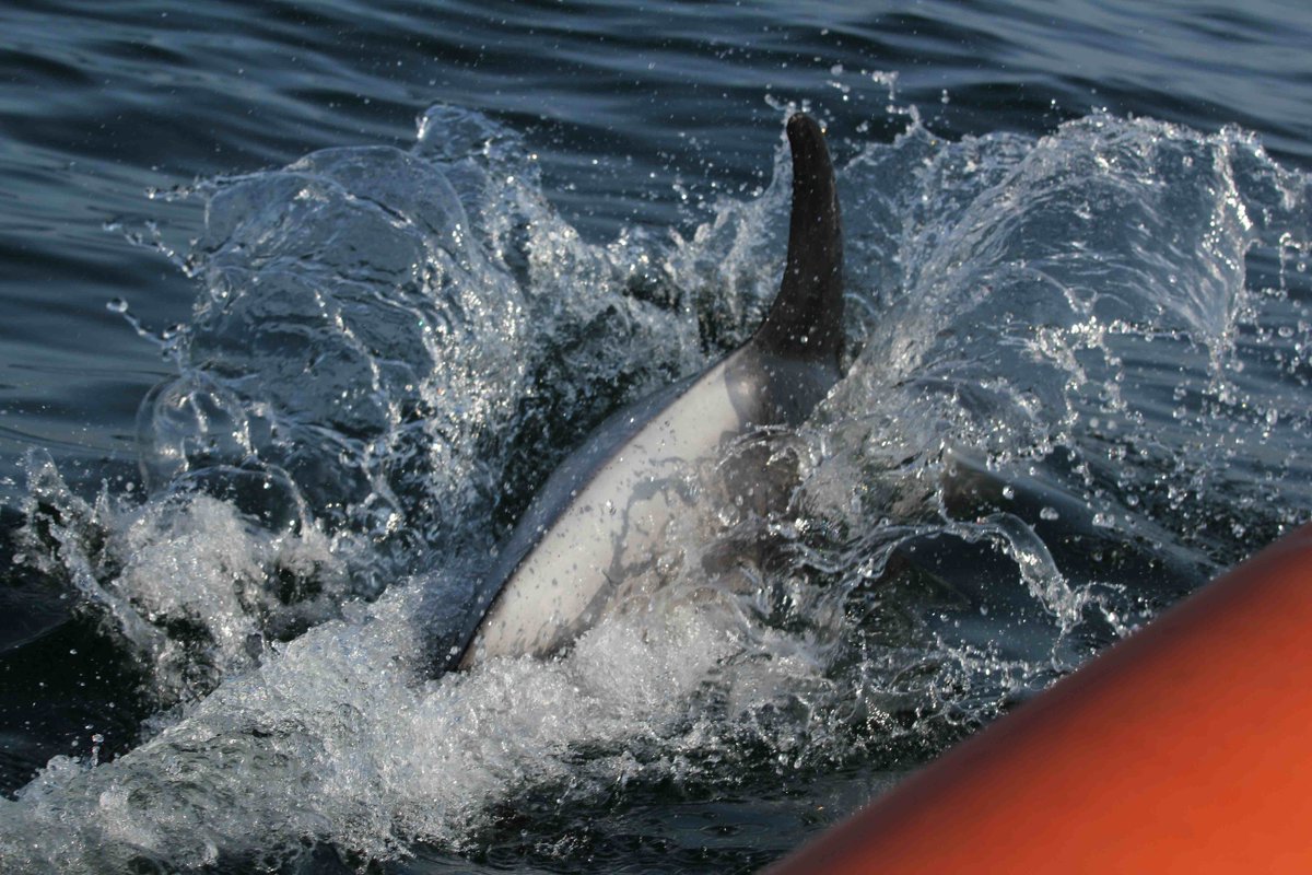 Another shot of our sighting yesterday #WhiteBeakedDolphin #Northumberland