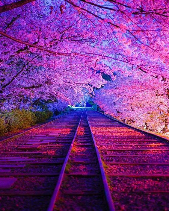 Japan_In_Image's tweet photo. Cherry blossom tunnel, Kyoto Japan. 
📷puraten10
#Japan #japantravel #Kyoto #cherryblossom https://t.co/ecHy70spUx