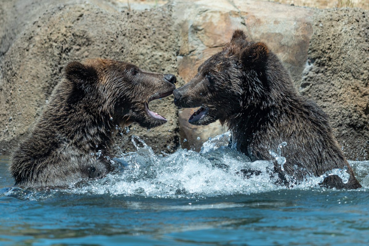 oakzoo's tweet photo. Happy 1 Year #Anniversary to California Trail, opened one year ago on July 12 2018! **THANK YOU GUESTS*** for making #CATrail a huge success. Looking forward to many more years of magical moments! 🐻🐆🦅🚡🎂👍
photo: @stevengotz https://t.co/232ND4wD4p