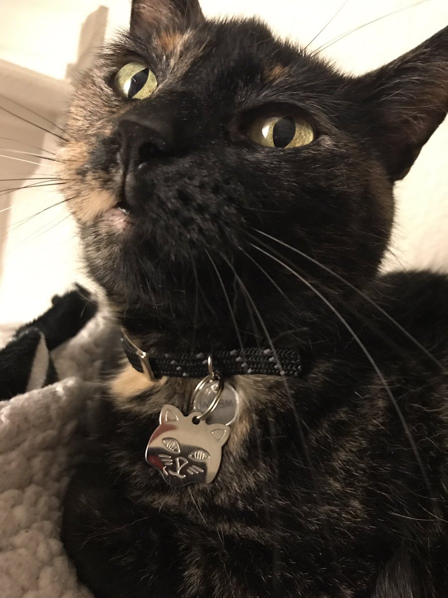 MsAmericanQ's tweet photo. #MissRoni with her new #ElastaCatCollar and #CustomIDTag! #ChewyTagYoureIt #ForTheLoveOfCats https://t.co/hWG2QgVrgS