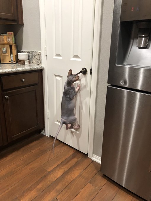 I really wish my cats didn&rsquo;t know how to open doors 😑 https://t.co/BetPbBYPAM<a href="/tag/notigfriendly"class="tags"><span>#notigfriendly</span></a>