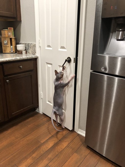 I really wish my cats didn&rsquo;t know how to open doors 😑 https://t.co/BetPbBYPAM<a href="/tag/notigfriendly"class="tags"><span>#notigfriendly</span></a>