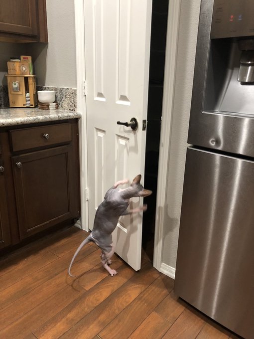 I really wish my cats didn&rsquo;t know how to open doors 😑 https://t.co/BetPbBYPAM<a href="/tag/notigfriendly"class="tags"><span>#notigfriendly</span></a>