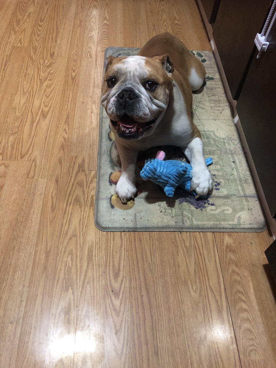 MightyThor617's tweet photo. Mama got me a new toy for being a good boy today! Me likey me new toy!! #MightyThor #BulldogThor #ThorStrong #NewToy #GoodBoy #DaMightyThor #HandsomeAsCanBe https://t.co/YkD5PClXrr