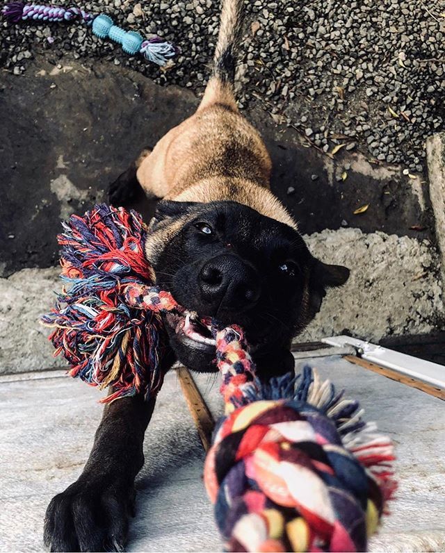 By @pennyraptor 💪🏻💪🏻💪🏻
Use #malinoislovers to get featured🐕
-------------------------------------------------
#malinois#malinoislovers#animals#pets#dog#goals#boss#cute#love#happy#photooftheday#insta#lol#beauty#iphone#life#amazing#family#smile#friends… ift.tt/2GobSYT