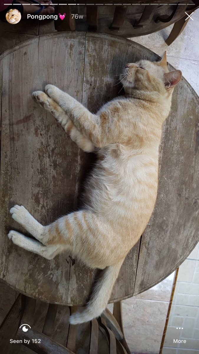 My beloved dead kocheng oren on instagram highlight 💕