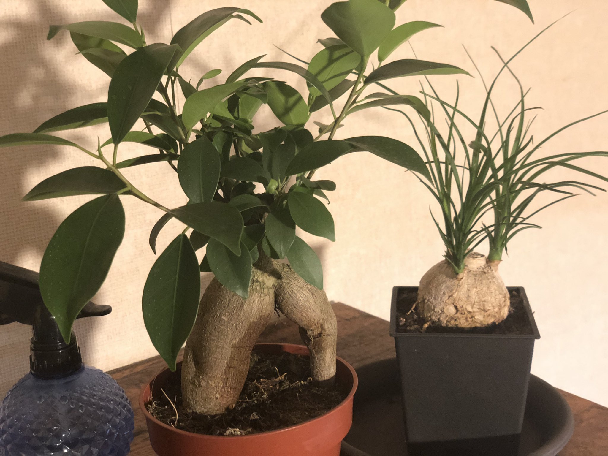 Daicon 観葉植物とか 花愛でだしてしまった 週末のホームセンターが最近もっぱら癒し 歳を重ねゆー気がする T Co Rwg2omre7w Twitter