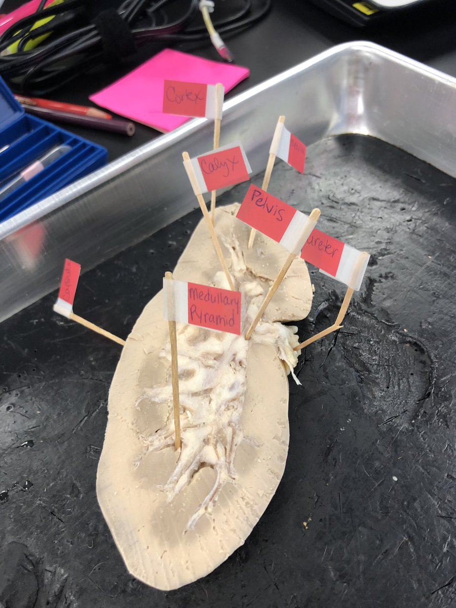 MrsTLLarkin's tweet image. .#larkinHBSkids #jchslife little preview of repiratory and urinary system activities ~ building your body systems one at a time! What’s your manikins name going to be? 🤪🤪 #learnthroughprocess