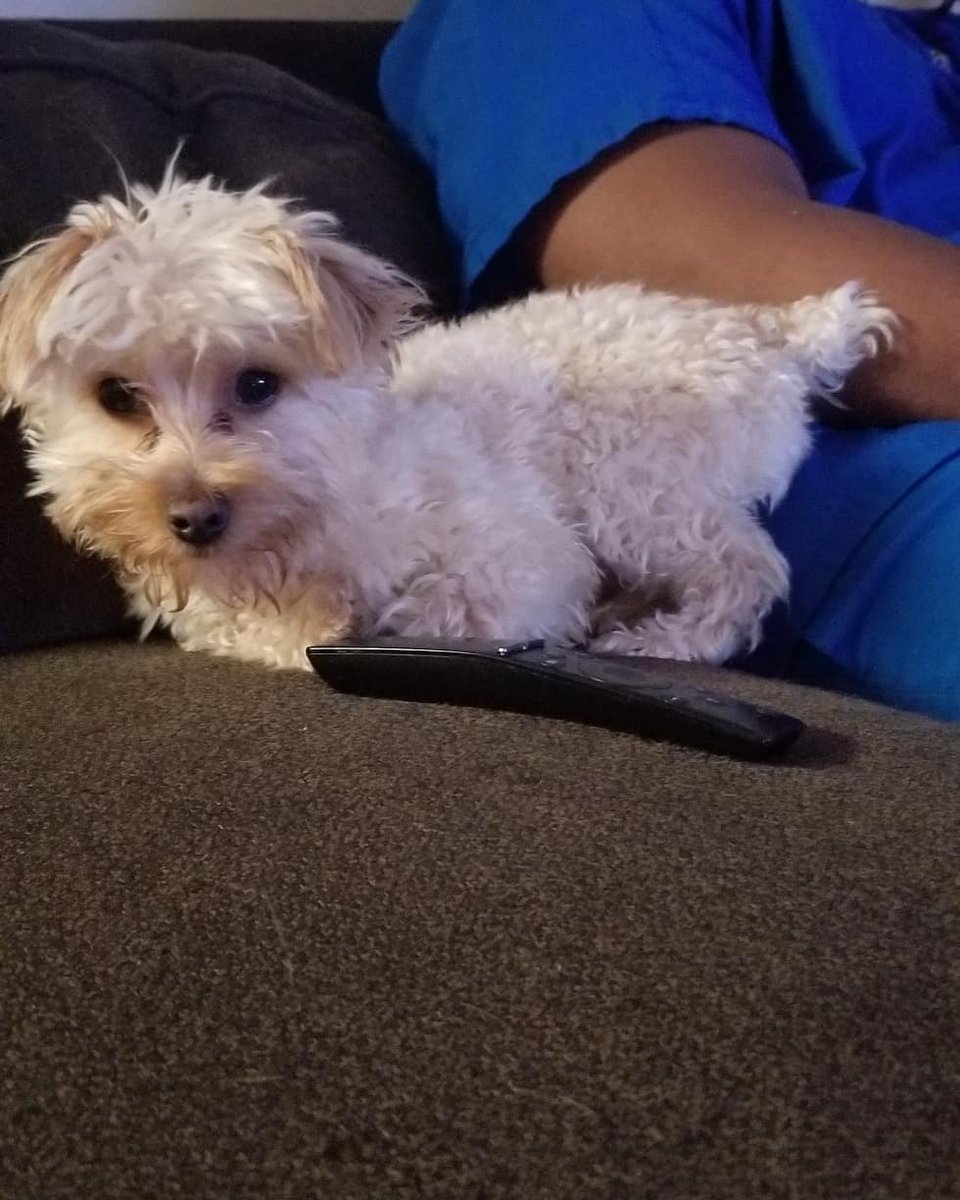 DieselScott1's tweet photo. What position is this Diesel?
.
.
#Diesel #DieseltheYorkiePoo #YorkiePoo #Yorkie #ToyPoodle #instagood #puppy #Instadog #dog #dogoftheday #puppyoftheday #cutie #puppyofig #photooftheday #puppiesofinsta #pup #adorable #cutie #sleepy #weirdposition #weird #stance https://t.co/SN7c9sv2AD