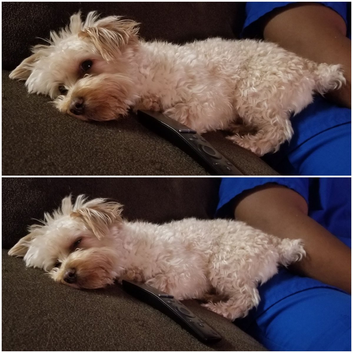 DieselScott1's tweet photo. What position is this Diesel?
.
.
#Diesel #DieseltheYorkiePoo #YorkiePoo #Yorkie #ToyPoodle #instagood #puppy #Instadog #dog #dogoftheday #puppyoftheday #cutie #puppyofig #photooftheday #puppiesofinsta #pup #adorable #cutie #sleepy #weirdposition #weird #stance https://t.co/SN7c9sv2AD