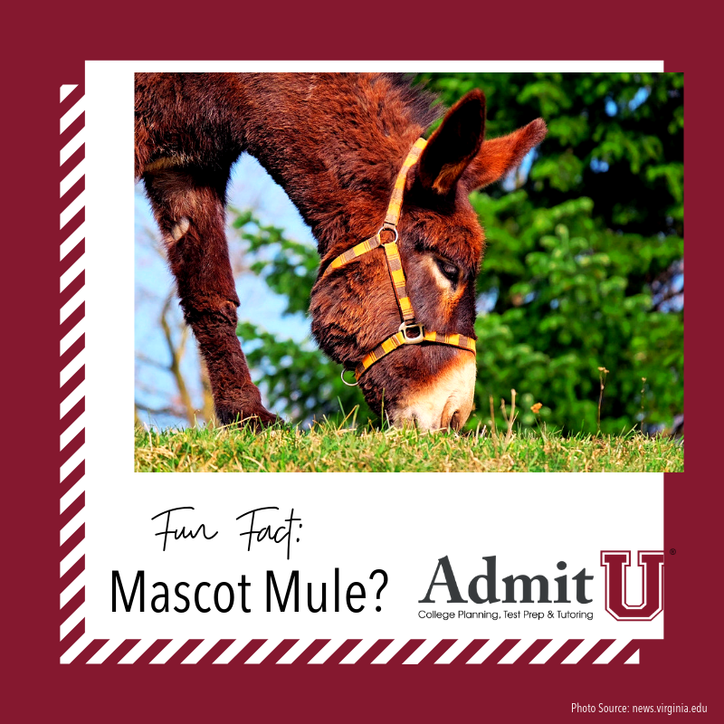 AdmitUConsult's tweet photo. ✅It's time for college fun facts! 
❓Do you know which college's mascot is the mule? 

If you guessed @colbycollege - you are correct!  Muhlenberg College also has the mule as their mascot, along with a few others...can you name other colleges that share the mule mascot? ⁠ https://t.co/WuGH7pdYhq