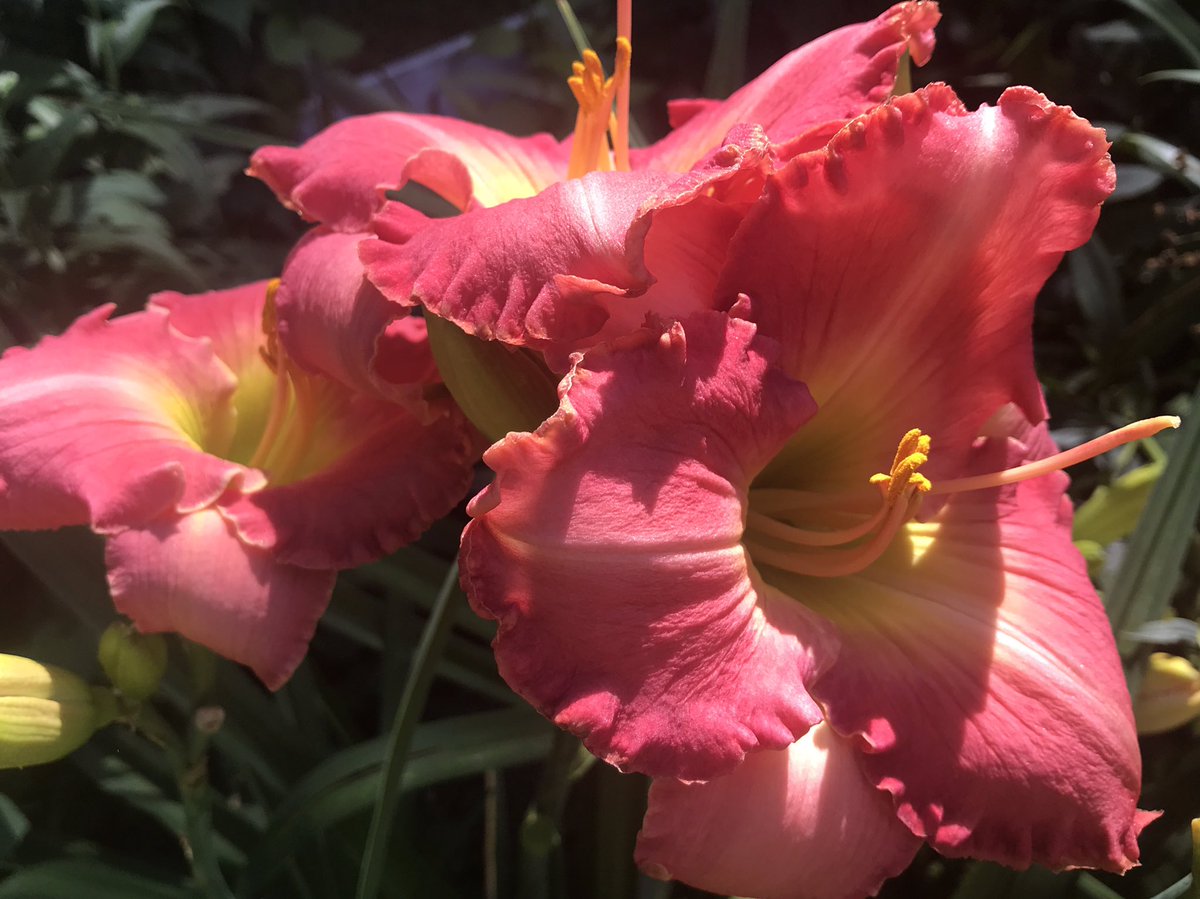 Another great daylily by Karol Emmerich! “Tim Kornder” (03) has a unique rose coral color and is a welcome addition.  Like Emmerich’s other flowers, the blooms sit high on 28” scapes well above the plants foliage.  #daylily #daylilies