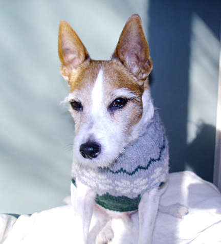 TrashFireT's tweet photo. @zirathecorgi I had one who looked like a supermodel and one who looks like me getting my driver's license photo taken. #PhotogenicDogs https://t.co/SJEaecRjYi