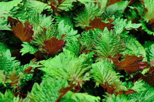 There are many plants that are toxic if ingested, so study carefully before you make your choice.: galianoislandsoapworks.com/blogs/default-… #healthyliving #skincare