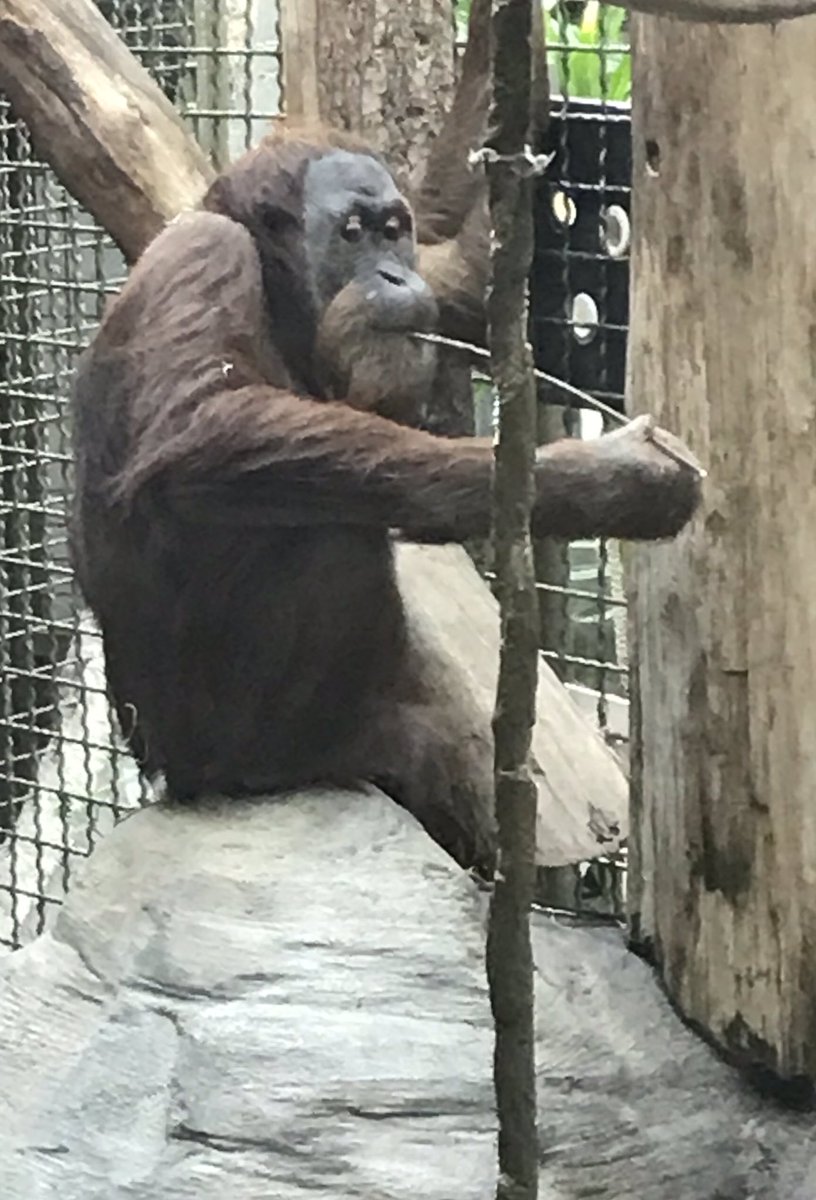 BeckyMonk_Edits's tweet photo. Hanging with this guy at @woodlandparkzoo #JungleParty https://t.co/QhNYqFGUp1