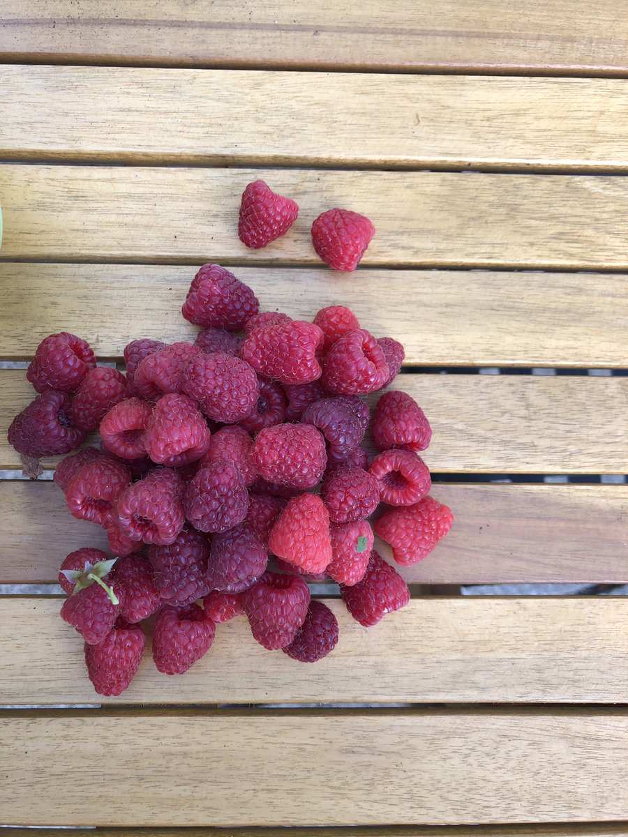 It has been YEARS since I’ve been raspberry picking. This housesitting gig has been GOLD in the picking department!!! #raspberryseason #pickyourown #citygarden