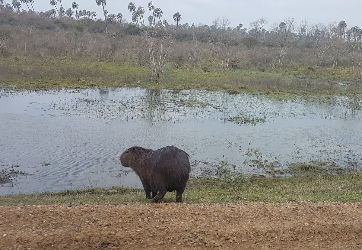 TonicaConLimon's tweet image. #SabiasQue 
A los castores les crecen los dientes de manera continua porque se les van gastando de tanto roer. 
Porque parecerán tiernos pero son roedores gigantes 😱 
Por las dudas, los vimos desde arriba del micro 
#ExcursionEscolar