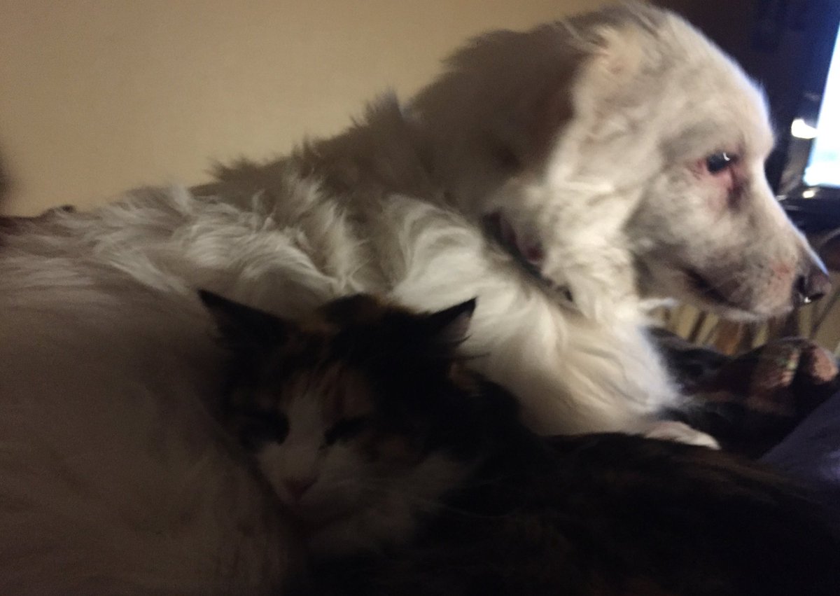 BlanquitaMontt's tweet photo. Buenas noches amiquitos. Que descansen. 💕🐶🐱 https://t.co/mNbEES9oQH