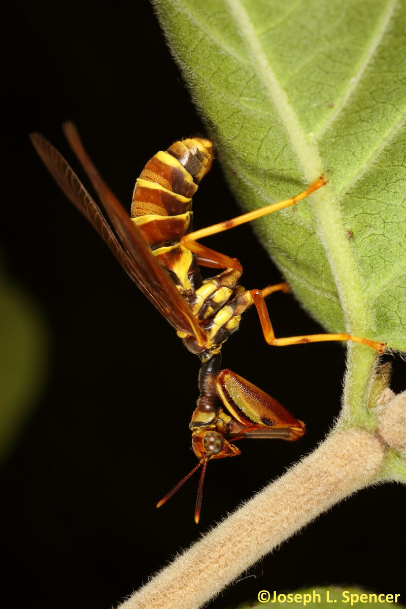 talkingrootworm's tweet image. It’s #mantidfly season! I was lucky to spot this wasp mantidfly, #Climaciella brunnea, perched just above another insect I was watching. #Mantispidae can be hard to find since they often rest upside down under leaves. This made my day! More pictures to come of this “fascinator”.