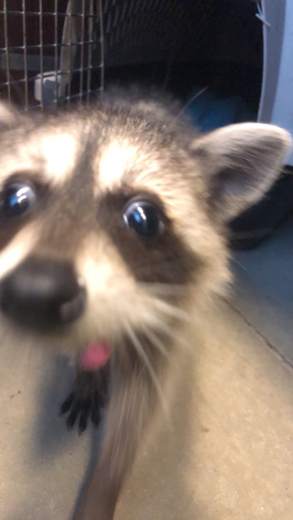 Firecracker_Mo's tweet photo. I hope that my boss will follow the lead of Michael Scott, should I develop rabies from a work event https://t.co/xp2mRaVRwG