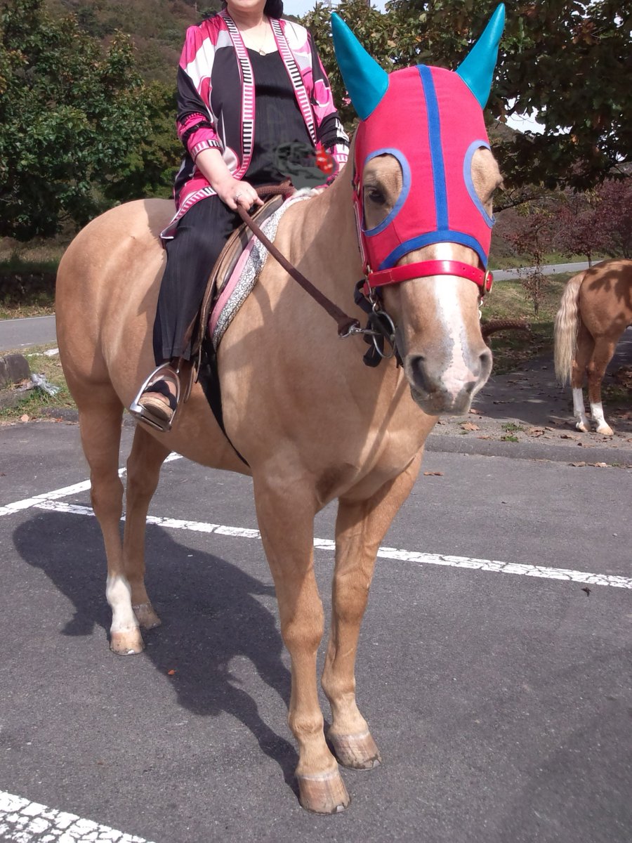 梵慕里かのこ على تويتر 榛名山と榛名湖の間には乗馬用の馬が５ 7頭いる 他の観光地や乗馬クラブみたいに服装や乗り方が自由なのがいい 乗馬クラブみたいに同じところをぐるぐるしないのもいい 榛名湖 榛名山 乗馬 乗馬体験 馬車 グリーン牧場