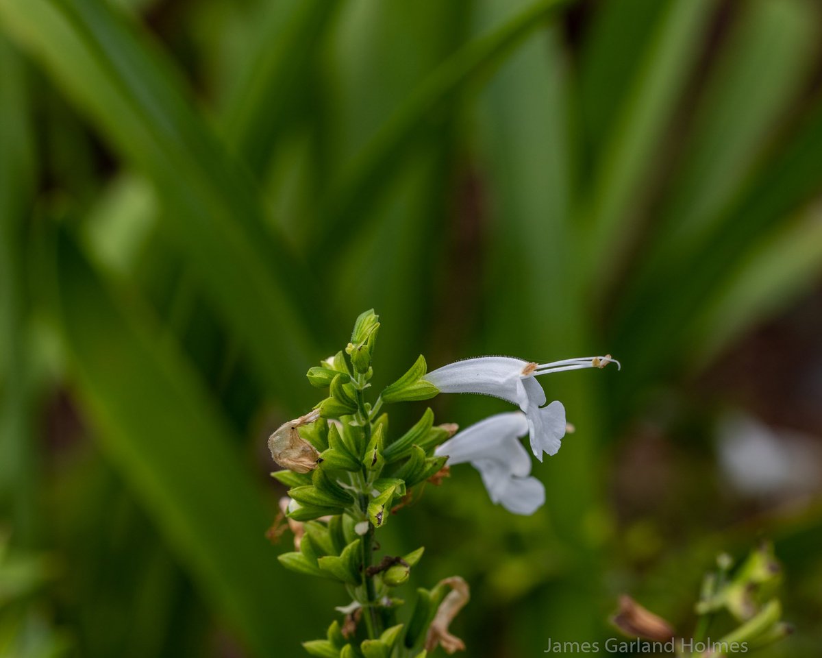 Harris County Master Gardeners Pharrishort Twitter