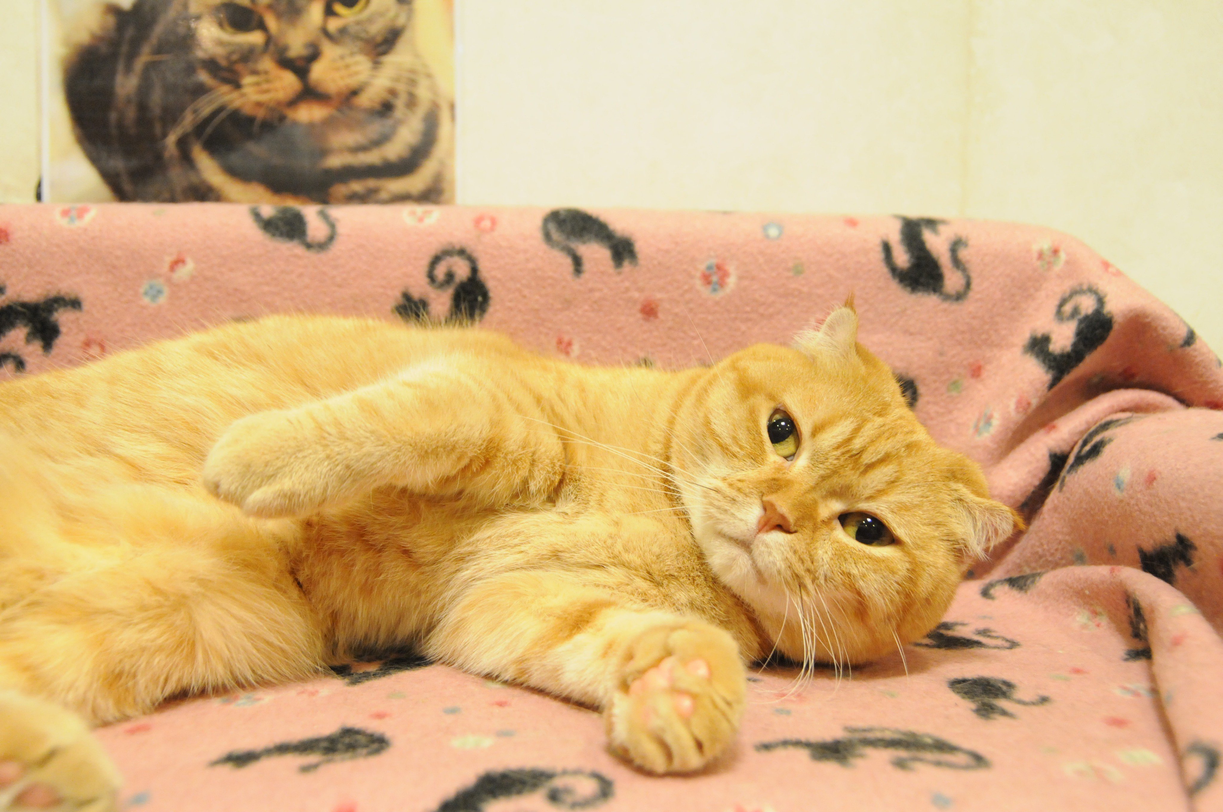 猫を吸いたい【裁断済み】歯のQ&A大全　（表紙カバー無し） 楽天市場】ペティオ プラクト ねこちゃんの歯みがきデンタルガム