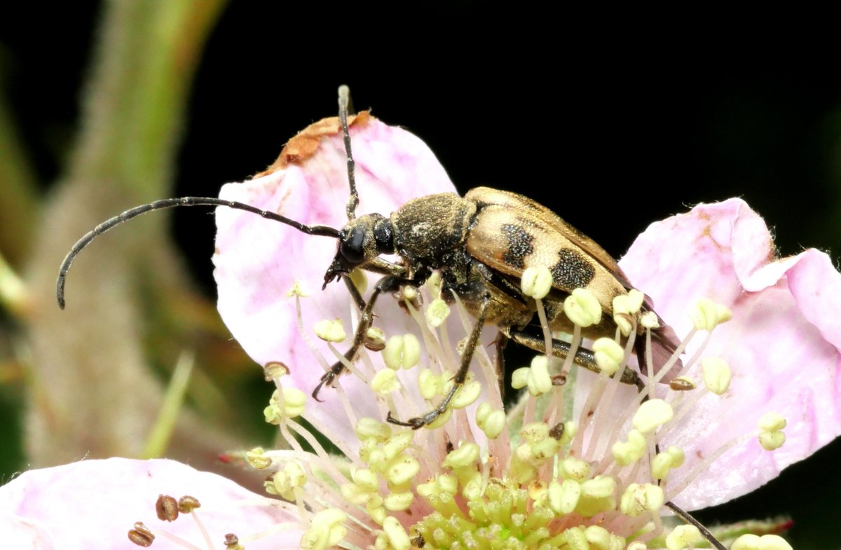 arbarus's tweet photo. Hey @Hydeflyer @RSPBDoveStone its #NotJustBees @pomsheme FIT Count #pollinators include #butterflies (don't know much about them so look forward to learning more on Sunday!) & #moths #beetles #flies #etc @isoldham @CEHScienceNews @ifOldham https://t.co/ngaUWNrJEx