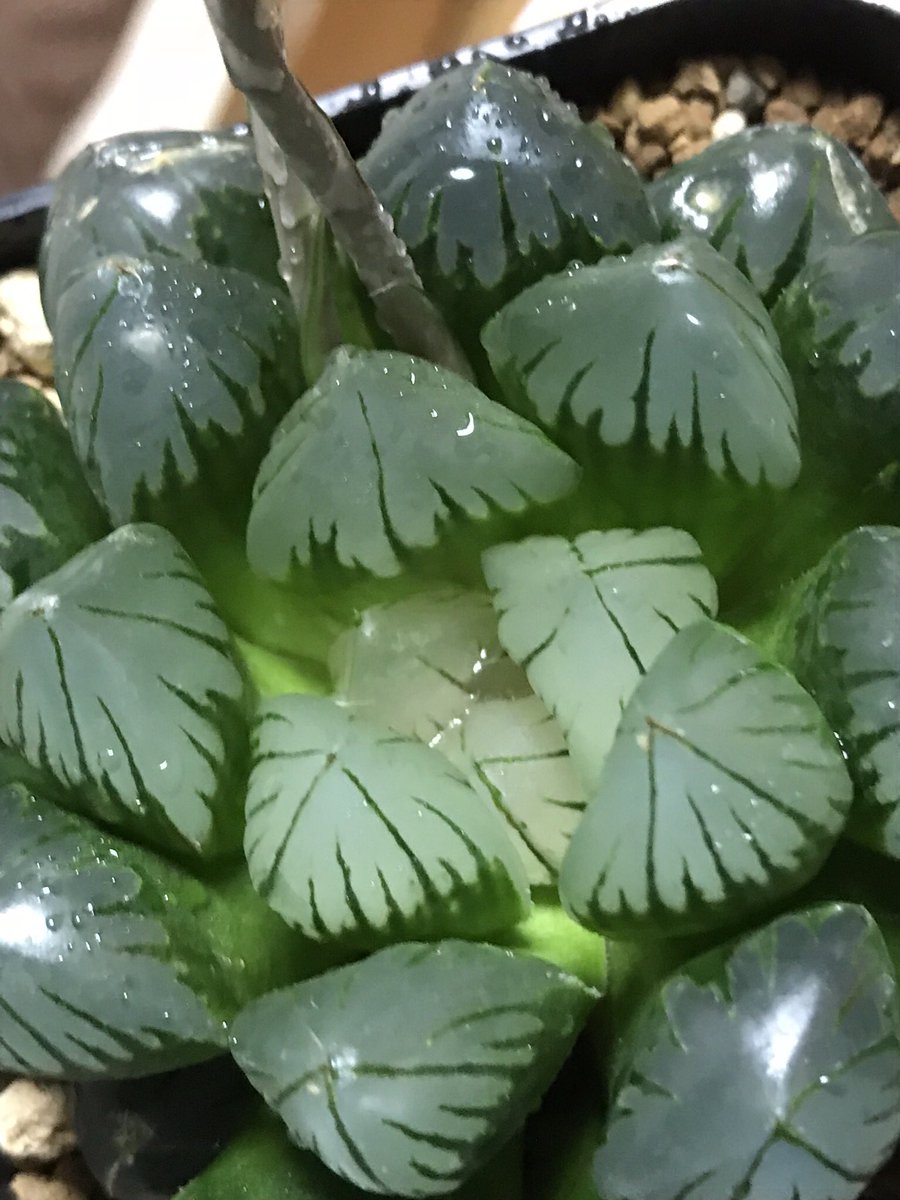 パープル水晶オブツーサ Twitter Search