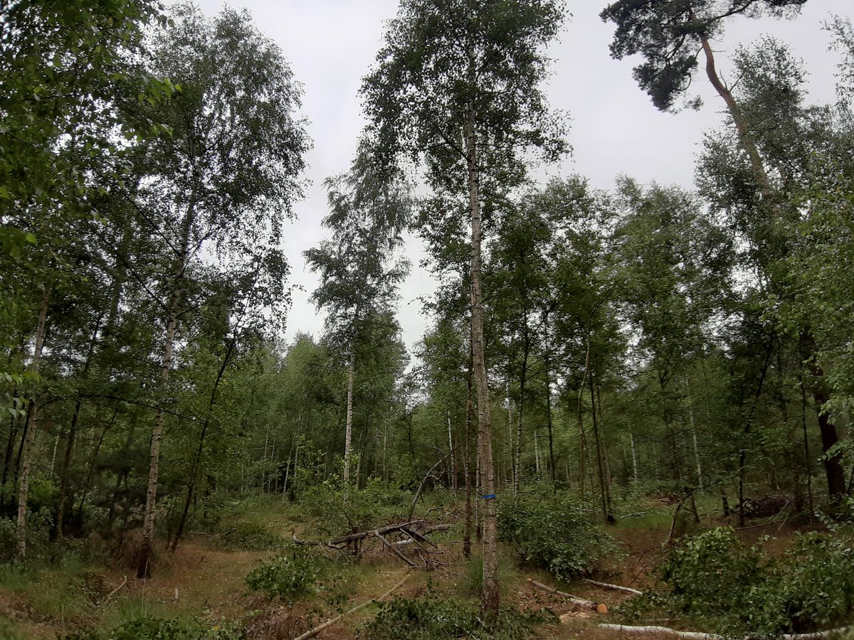 Vrijzetten 2,5 ha  QD Berken (168 stuks) die er door natuurlijke verjong zijn gekomen, ondertussen 12m hoog, ineens opsnoeien tot 6m hoog. #hogevijvers <a href="/FSCBelgium/">FSC Belgium</a> <a href="/projecteco2eco/">eco2eco</a> #deboswachters