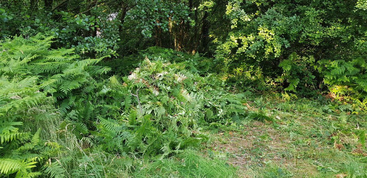 11.07.19. I spent 1hr with #scythe &amp; handpull of #Himalayanbalsam behind the log circle area. Loads of small balsam hidden in bramble and bracken. 1st wasp stings of the year too...hooray. @KWT_Torfaen <a href="/TorfaenEcology/">Steve Williams</a>